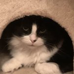 SYBAU CAT