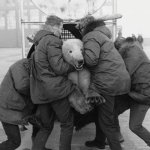 polar bear what is the charge template