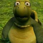 Shocked turtle
