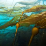 Bull kelp background
