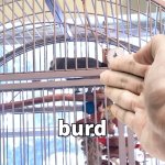 Apollo and Frens - Burd template