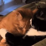 Kkkkkkkkk GIF Template