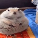 prairie dog