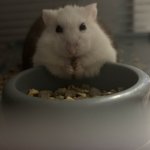 Hamster food