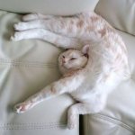 Funny cat sleeping template