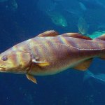 the cod