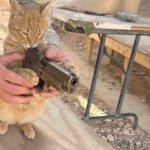 cat with gun