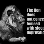sleep deprivation | The lion does not concern himself with sleep deprivation | image tagged in the lion | made w/ Imgflip meme maker