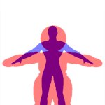 beanoid and human size and weight comparison