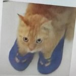 cat in flip-flops template