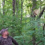 hitting wasp nest