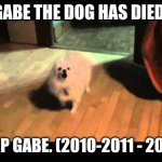 Gabe the dog | GABE THE DOG HAS DIED! R.I.P GABE. (2010-2011 - 2017) | image tagged in gabe the dog | made w/ Imgflip meme maker