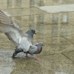 Pigeons Fun