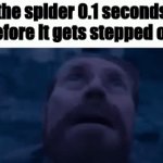 Like actually why do you kill spiders they're chill | the spider 0.1 seconds before it gets stepped on: | image tagged in gifs,spiders,killing | made w/ Imgflip video-to-gif maker