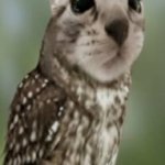 meowl meme