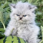 Angry watermelon cat