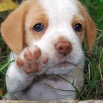 Ya no sos gordo sabelo