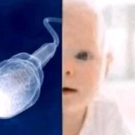 Sperm baby
