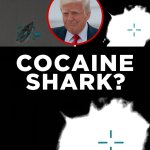 Cocaine Shark