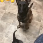 Mother Knows Best | MOM TEACHING SON TO SIT 
OR HE WON'T GET A TREAT | image tagged in gifs,puppy,learning,patience,tricks,treats | made w/ Imgflip video-to-gif maker