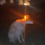 Dog siren GIF Template