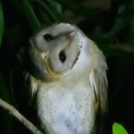 Owl What?