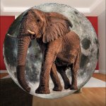 elephant in the room is the size of the moon