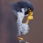 Pensive Peregrine