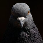 Lad Pigeon