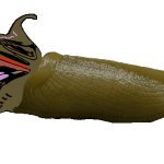 Jarty Slug