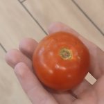 Tomato