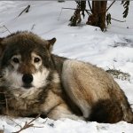 i dont wanna party og wolf img