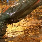 Toppled Lincoln Statue Portland Oregon