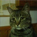 :( | when you don't get any of the memes in the hot tab: | image tagged in memes,depressed cat | made w/ Imgflip meme maker