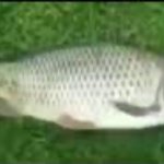 fish meme