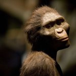 Lucy The Australopithecus