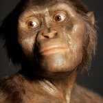 Lucy The Australopithecus
