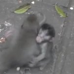 monkeys hugging GIF Template
