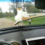 Cat on car meme