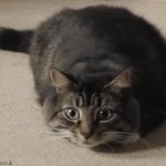 cat looking back and forth GIF Template