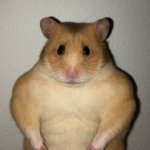 Muscle hamster