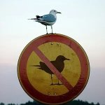 Irony bird