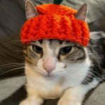Cat with hat