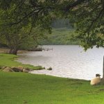 Sheep in green pasture by still water template