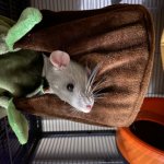 may i interest you in a rat