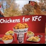 Chickens for KFC