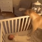Ah.... | DOG PROTECTS BABY 
LIKE HER OWN CHILD 
DURING EARTHQUAKE | image tagged in gifs,animal instinct,love,protector,wholesome,wholesome content | made w/ Imgflip video-to-gif maker