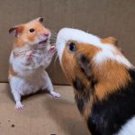 Hamster meet a guinea pig