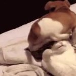 dog putting balls on cat GIF Template