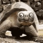 Smiling Turtle